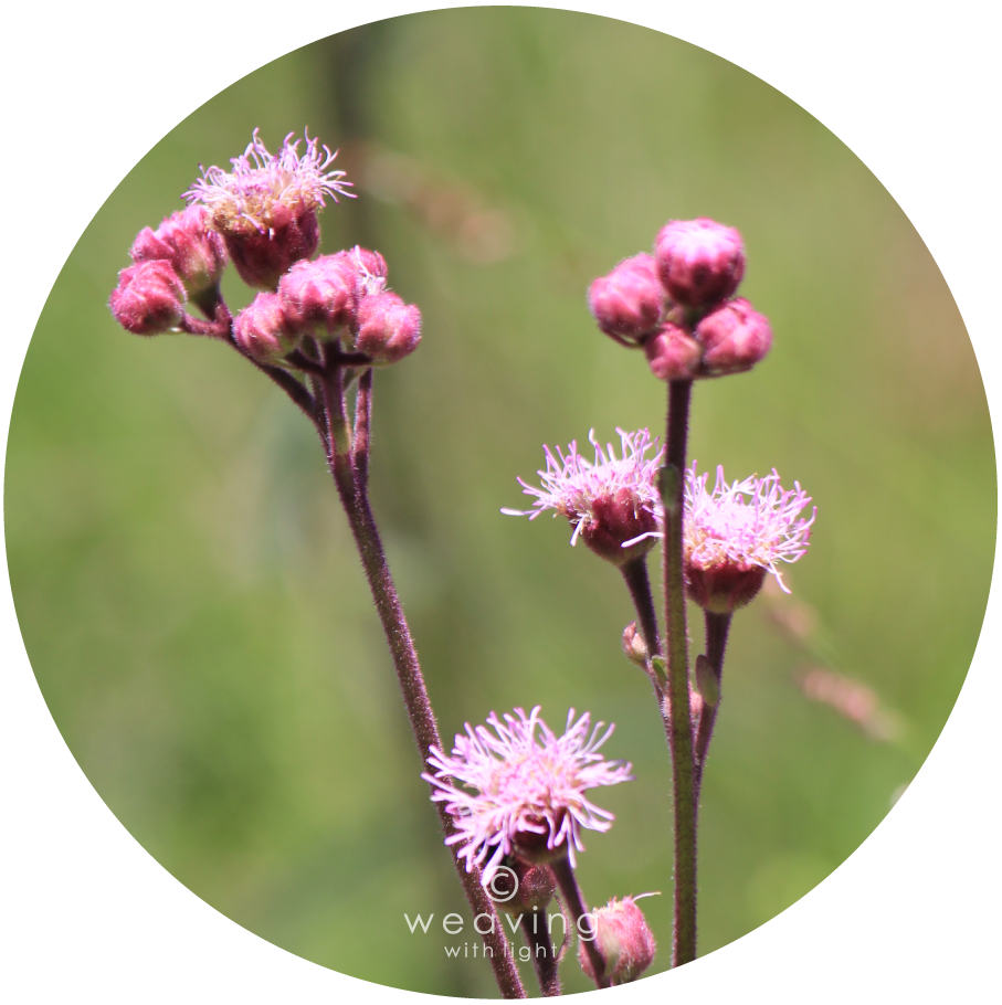 Circular plants-02