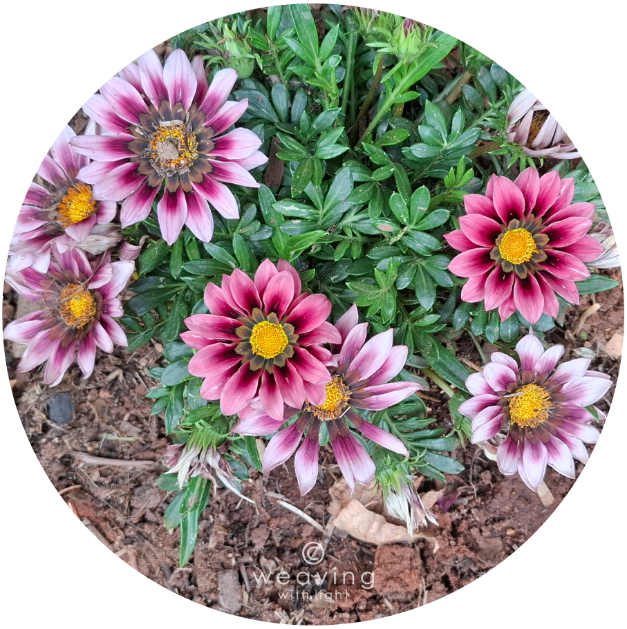 Circular plants-08