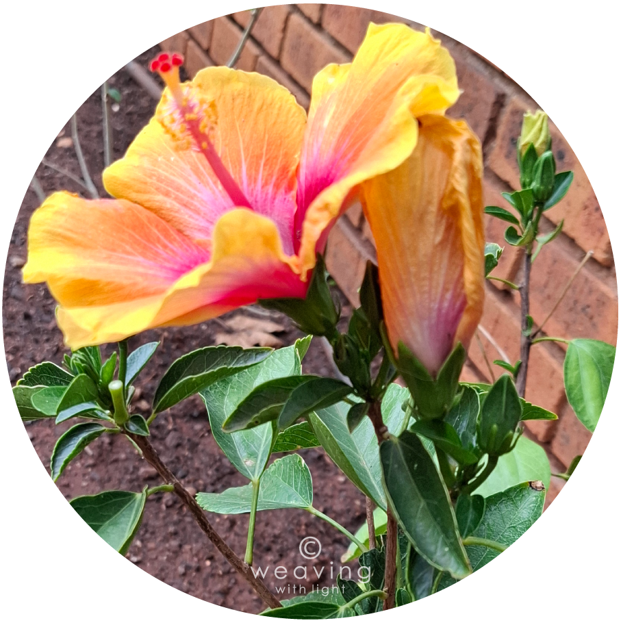Circular plants-09