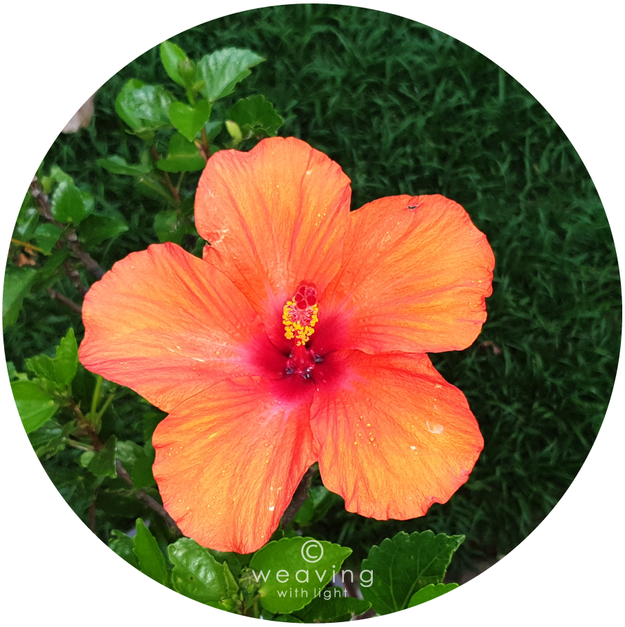 Circular plants-11