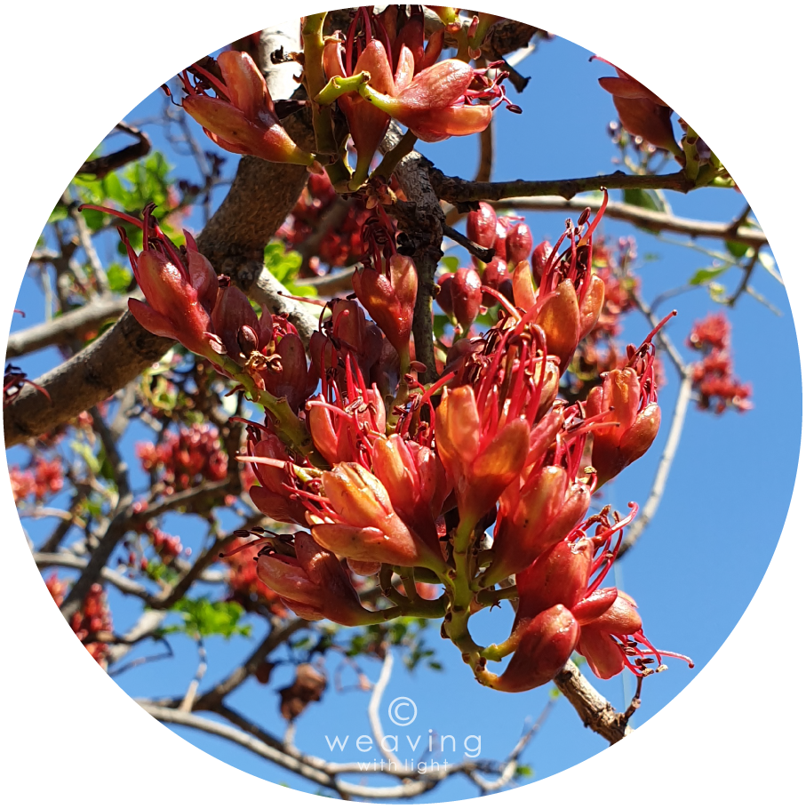 Circular plants-12