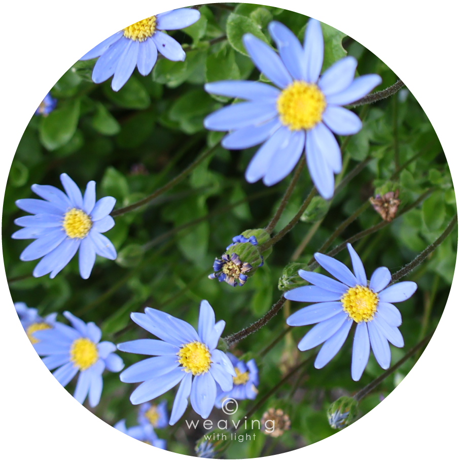 Circular plants-15