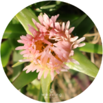 Circular plants-19