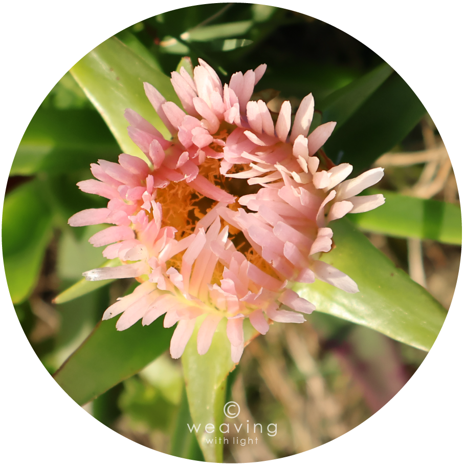 Circular plants-19