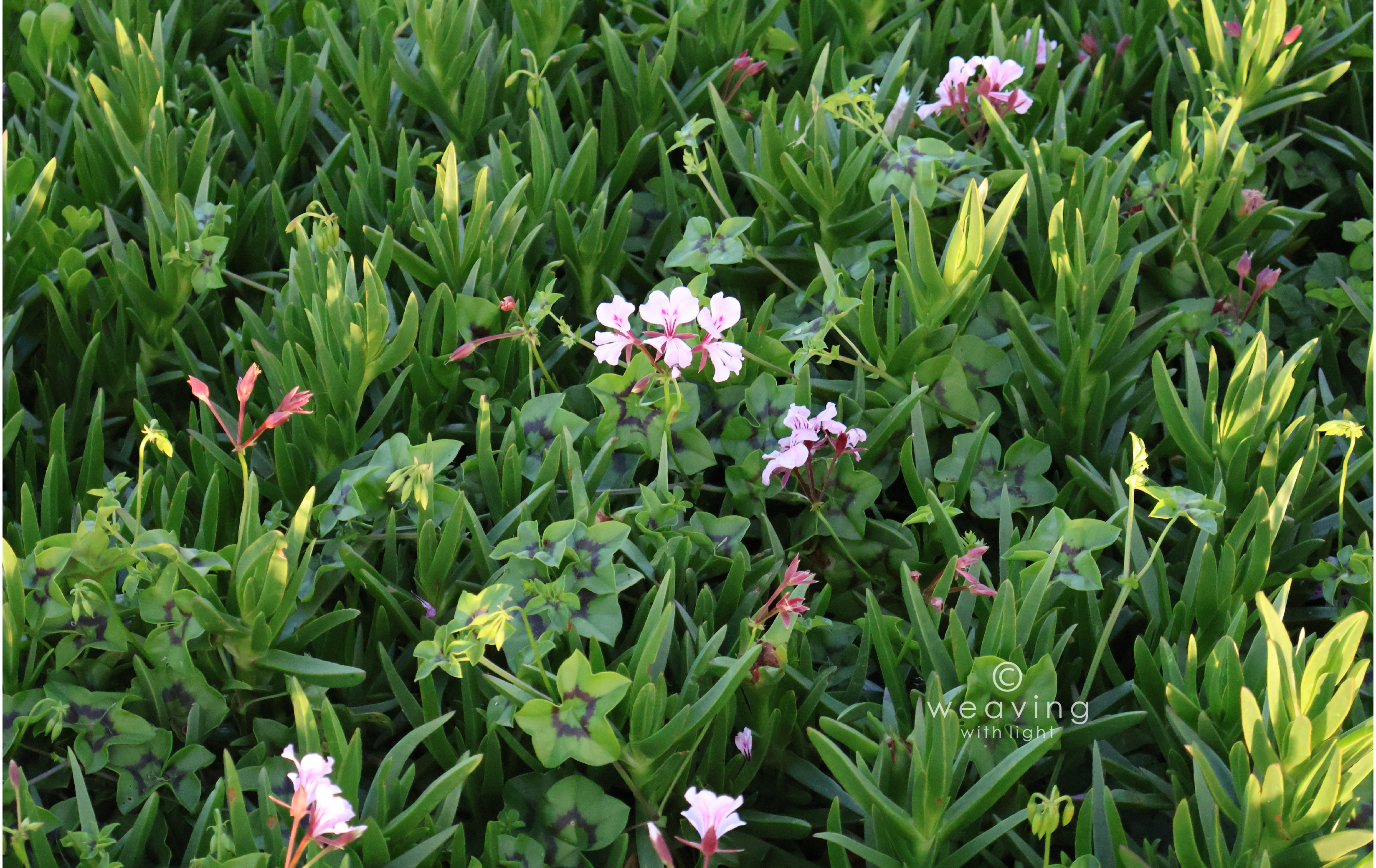 Green foliage with watermark-11
