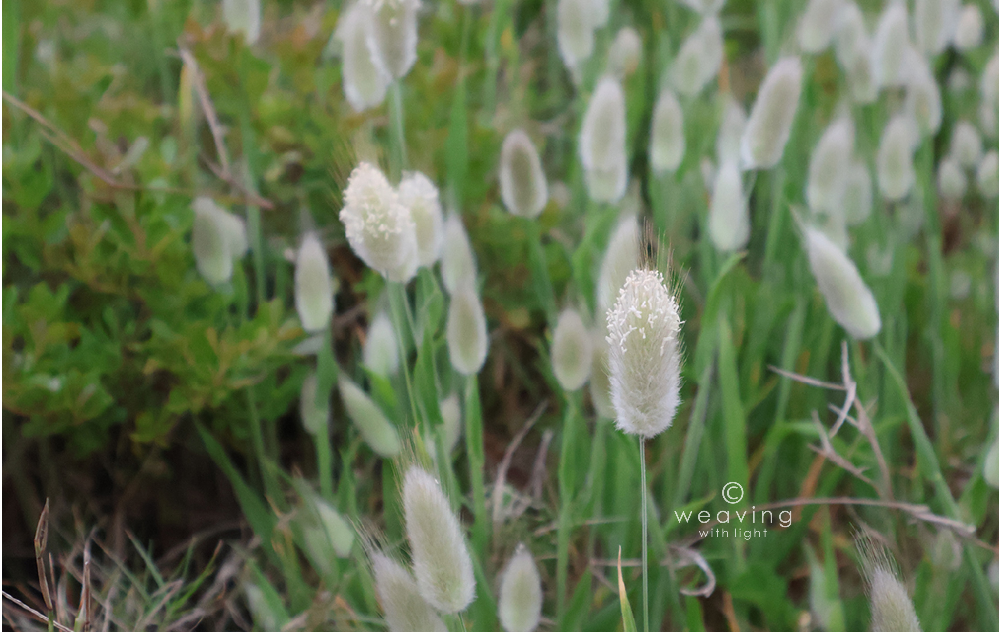 Hares tail with watermark-03