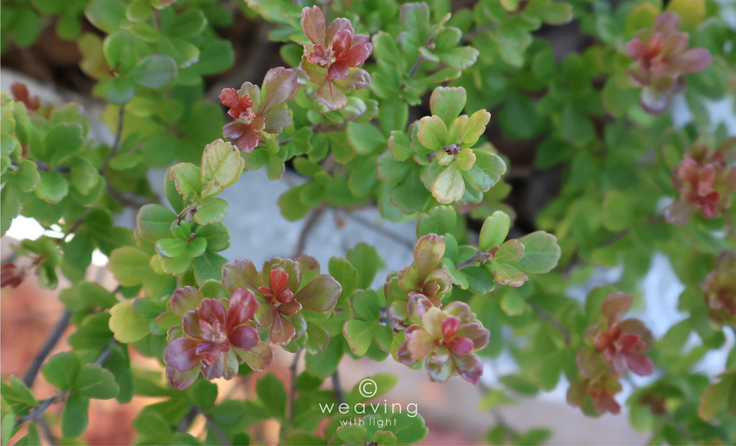 Wide rectangle with watermark-15